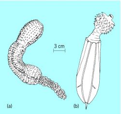 penisul proboscis