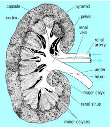 Sagittal section of a human metanephric kidney (semidiagrammatic)