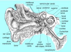Schematic drawing of the human ear