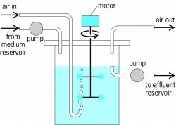 Schematic representation of chemostat apparatus