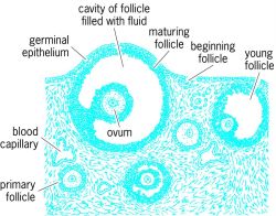 Section of a mammalian ovary