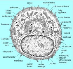 Section through an animal cell showing the major components visible by electron microscopy