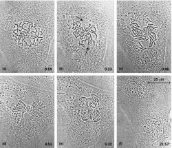 Selected phase-contrast light micrographs showing changes in chromosome position during mitosis in a living newt lung epithelial cell