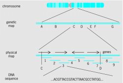 Steps in analyzing a genome