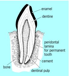 Structure of a tooth