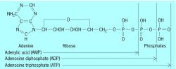 Structure of adenylic acid and phosphate derivatives ADP and ATP