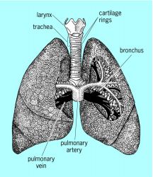 The human lung