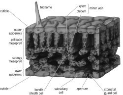 Three-dimensional diagram of internal structure of a typical dicotyledon leaf