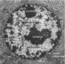 Transmission electron micrograph of a thin section of a rat liver cell nucleus