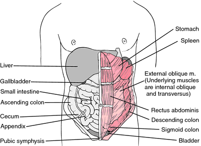 Acute abdomen | definition of acute abdomen by Medical dictionary