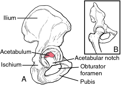 Acetabulum  definition of acetabulum by Medical dictionary