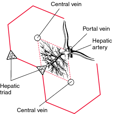 pulmonary lobule model