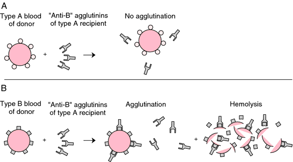 Agglutination (biology) - Wikipedia