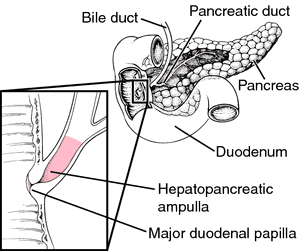 Hepatopancreatic Ampulla Definition Of Hepatopancreatic Ampulla By Medical Dictionary