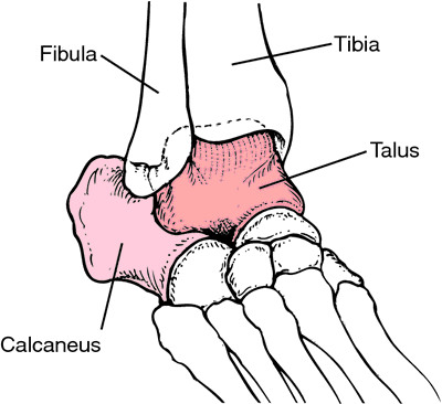 Talus bone - Wikipedia