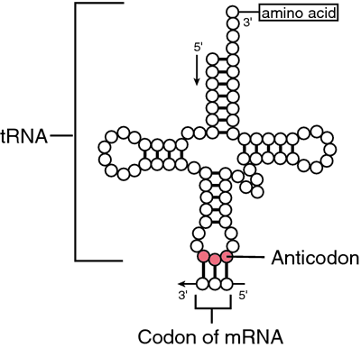 Anticodon Definition Of Anticodon By Medical Dictionary