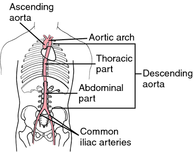 Aorta Definition