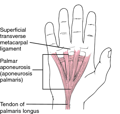 Aponeurosis definition of aponeurosis by Medical dictionary🌩 Descubra o ...