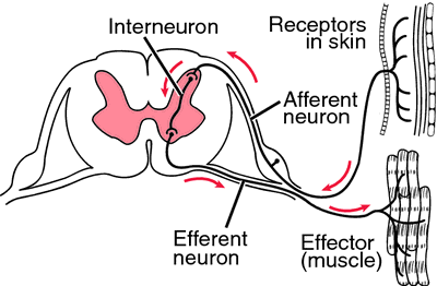 Arced definition of arced by Medical dictionary