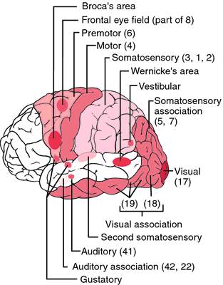 Zone definition for the somatosensory evaluation of breasts.