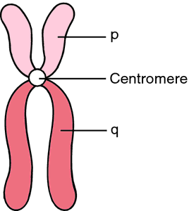 Chromosome