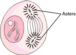 Aster | definition of aster by Medical dictionary