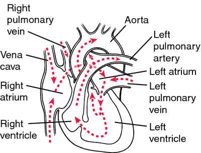 Aorta Definition