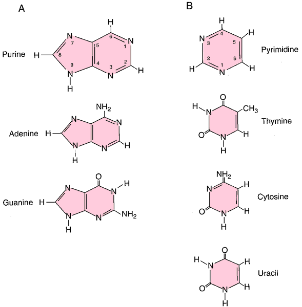 Based means. Аденин Тимин урацил. Аденин гуанин цитозин Тимин урацил. Purine and pyrimidines. Purine and pyrimidine Bases.