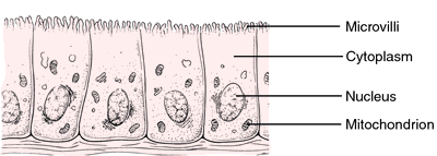 Brush Border Definition Of Brush Border By Medical Dictionary