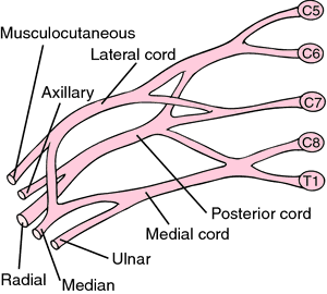 neural plexus