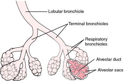 Image result for diagram of terminal bronchioles