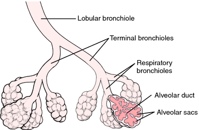 definire i bronchioli