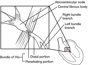 bundle of kent anatomy