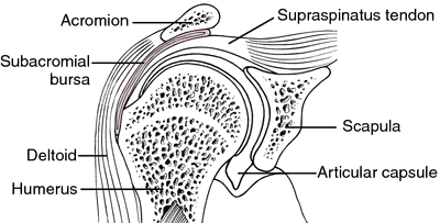 Anatomia Trunchiului Si Membrelor, AN 2020