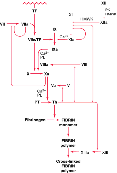 anticoagulation cascade