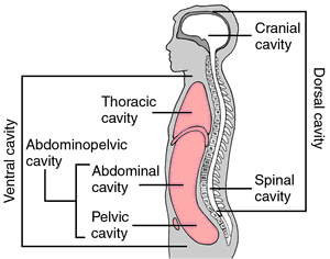 Pelvic cavity  definition of pelvic cavity by Medical dictionary