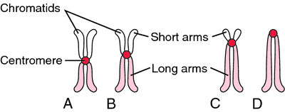 centromere separation