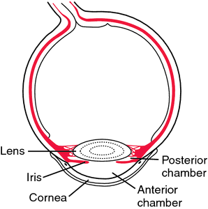 posterior chamber eye