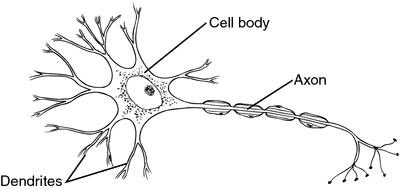 Dendrite - Wikipedia