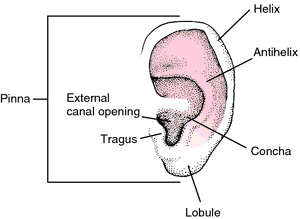 Broken Ear Definition Of Broken Ear By Medical Dictionary