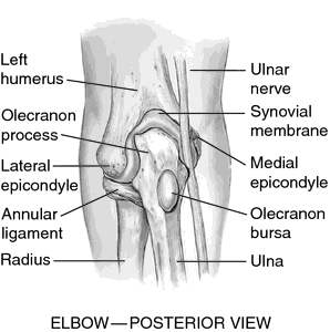 What is the medical name for the inside of the bend of the elbow