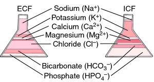 Fluid And Electrolyte Balance Chart