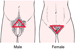 female pubis hair