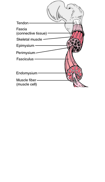 copd stages are