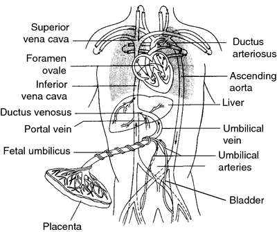 fetal maternal circulation