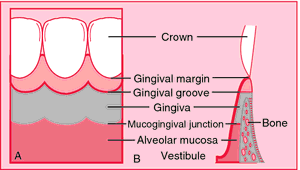 gingival margin