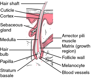 Human hair definition of Human hair by Medical dictionary