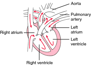 Aorta Definition Biology