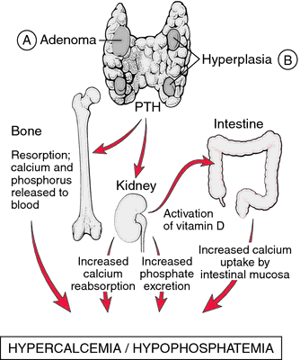 hyperparathyroidism and hypoparathyroidism