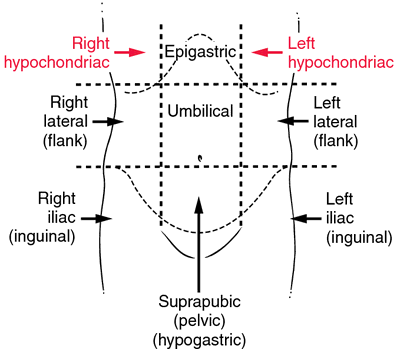 Hypochondrium region | definition of Hypochondrium region by Medical ...